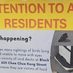 ACRES warns residents to take precautions with their dogs after a man was seen poisoning pigeons at Choa Chu Kang