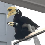 Snaps of rare Oriental Pied Hornbill couple in Toa Payoh go viral