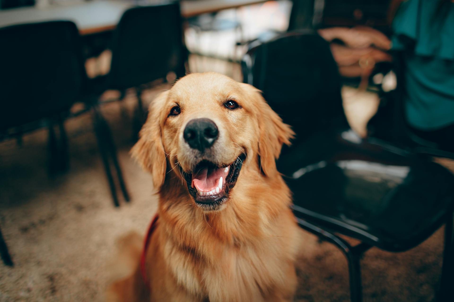 Pets will be allowed in outdoor dining areas, but halal-certified restaurants remain excluded