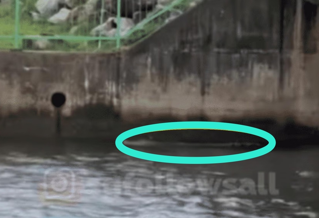 Crocodile sighting near Yishun Dam: Public are urged to stay calm and steer clear