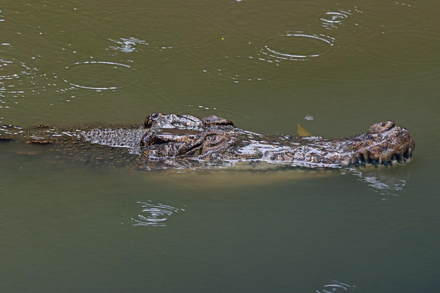 Sarawak man survives crocodile attack by poking its eyes to escape