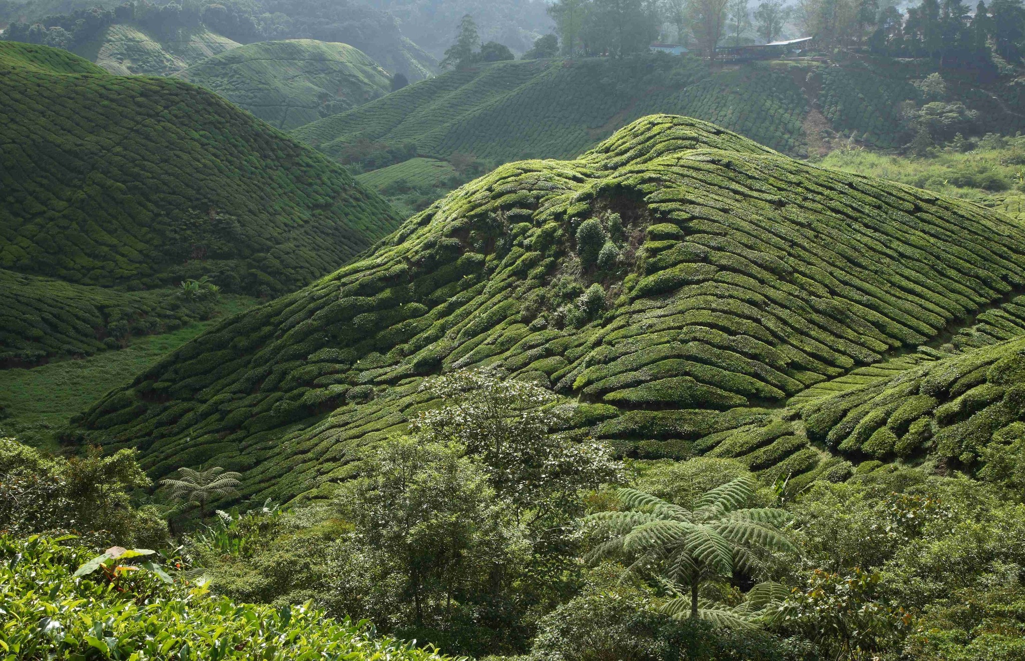 Cameron Highlands warming: Climate change or human impact?