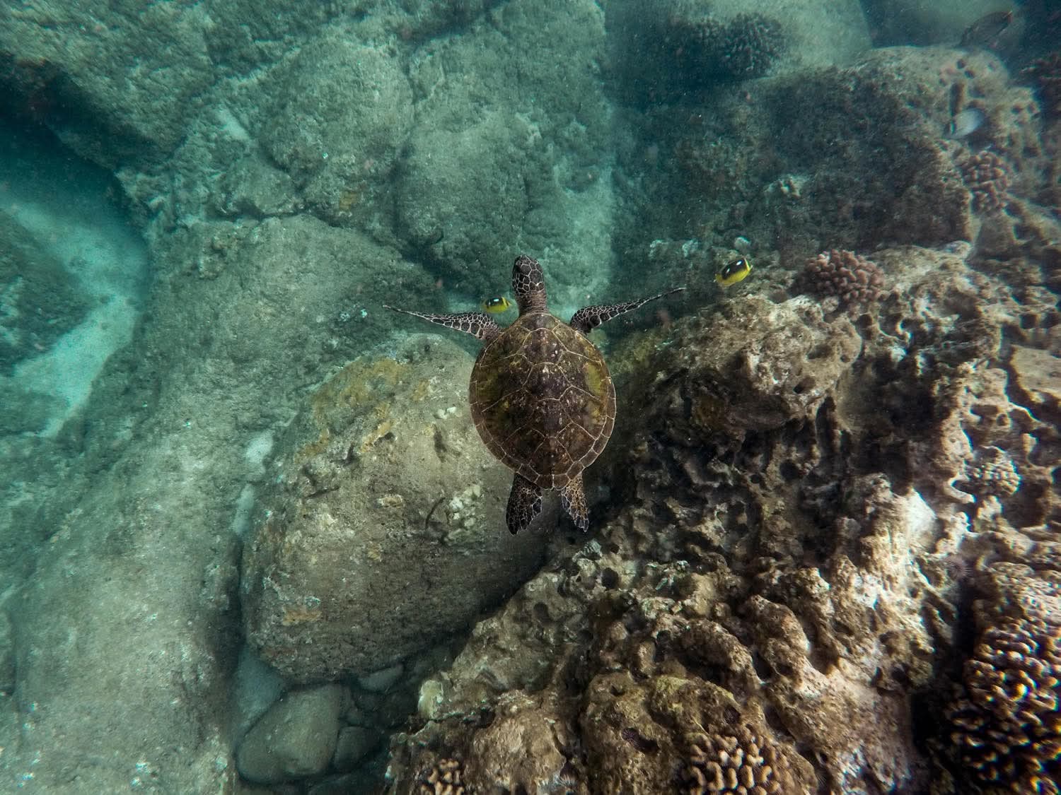 Coral bleaching and destruction linked to mass tourism in Malaysia