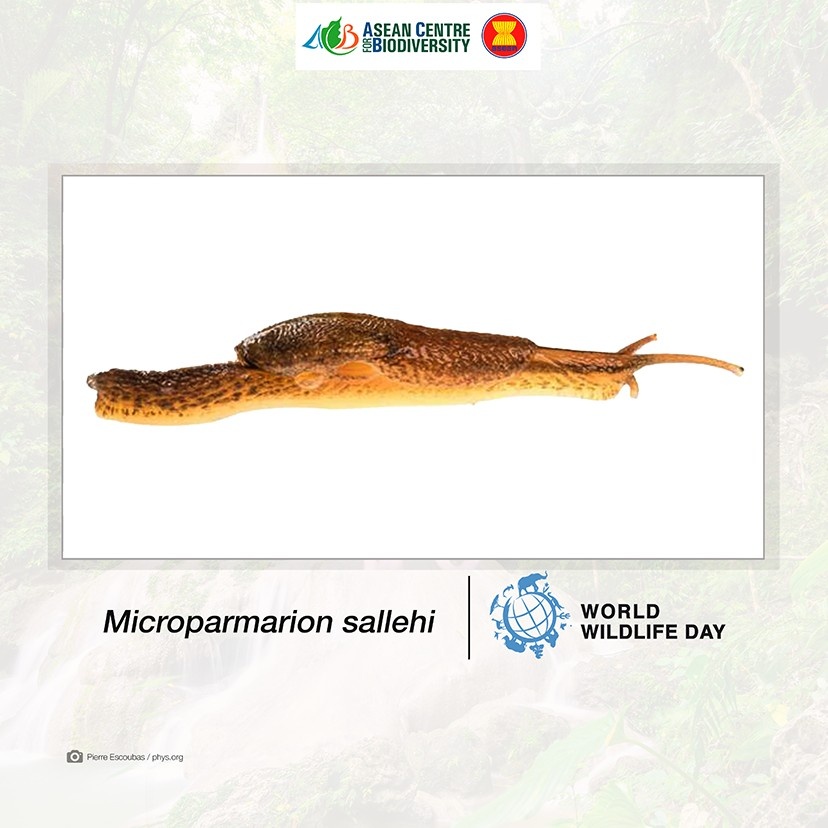 Unveiling nature’s secrets: Extraordinary new wildlife discoveries across ASEAN that are reshaping conservation efforts 4 BruneiDarussala