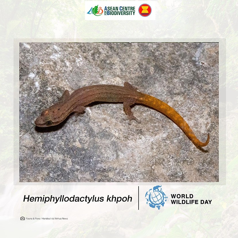 Unveiling nature’s secrets: Extraordinary new wildlife discoveries across ASEAN that are reshaping conservation efforts 9 Cambodi