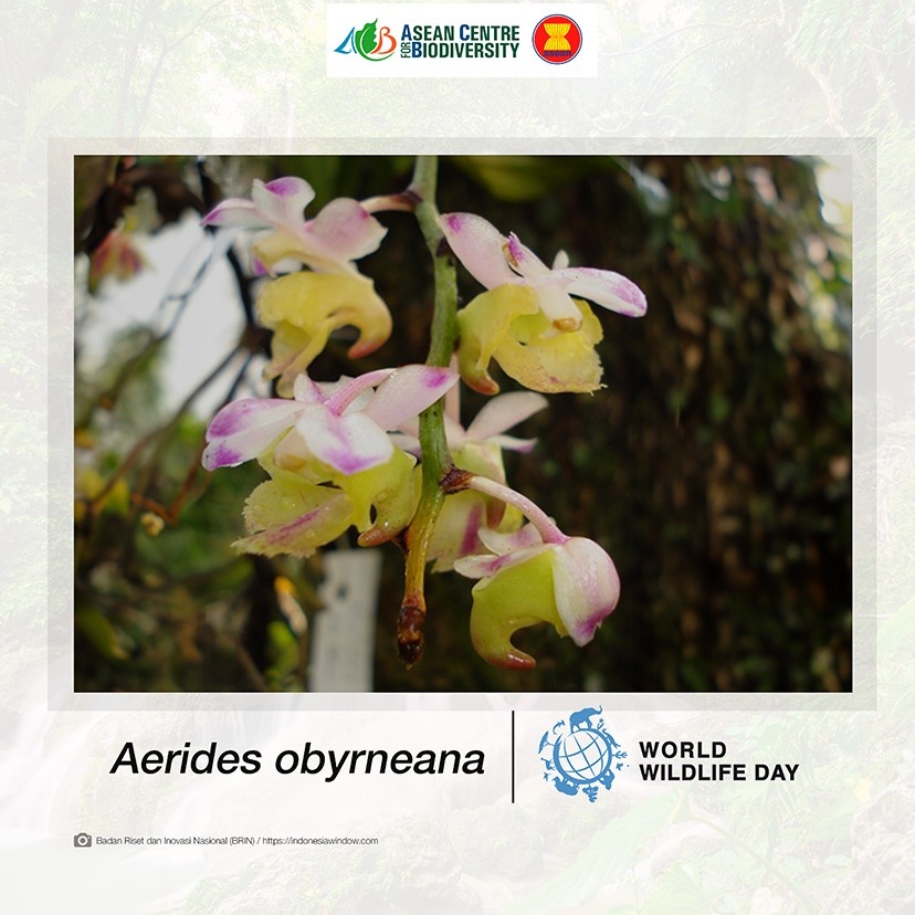 Unveiling nature’s secrets: Extraordinary new wildlife discoveries across ASEAN that are reshaping conservation efforts 3 Indonesi