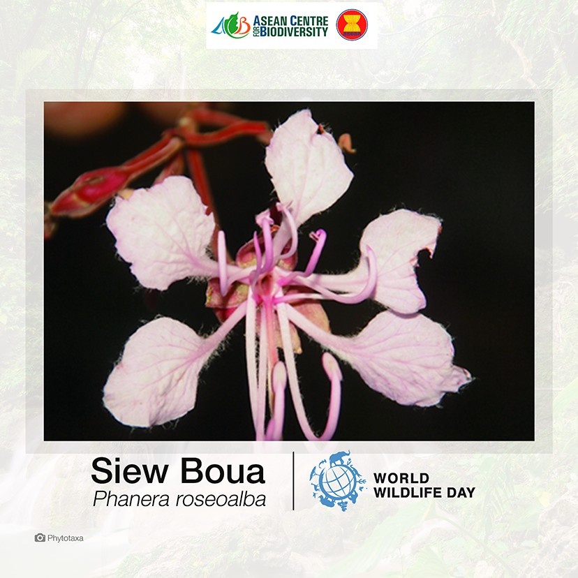 Unveiling nature’s secrets: Extraordinary new wildlife discoveries across ASEAN that are reshaping conservation efforts 10 LaoPD