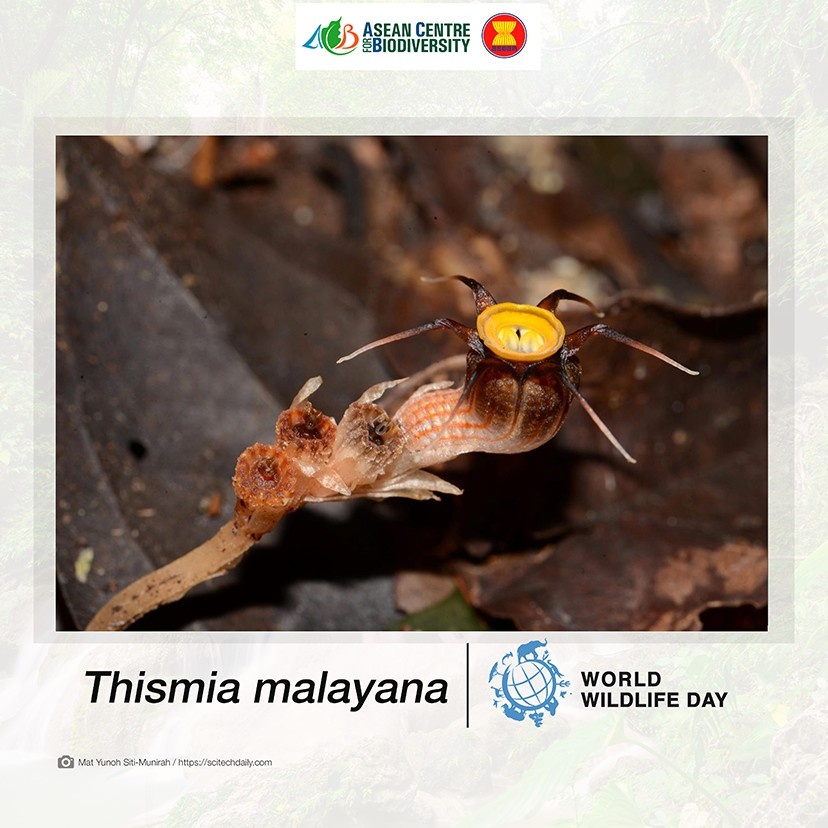 Unveiling nature’s secrets: Extraordinary new wildlife discoveries across ASEAN that are reshaping conservation efforts 2 Malaysi