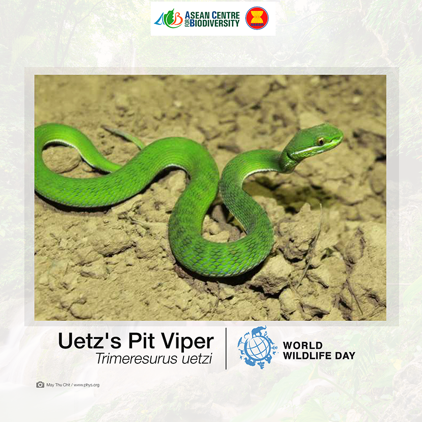 Unveiling nature’s secrets: Extraordinary new wildlife discoveries across ASEAN that are reshaping conservation efforts 8 Myanmar 1