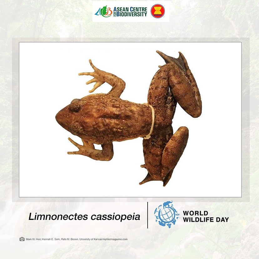 Unveiling nature’s secrets: Extraordinary new wildlife discoveries across ASEAN that are reshaping conservation efforts 5 Philippine