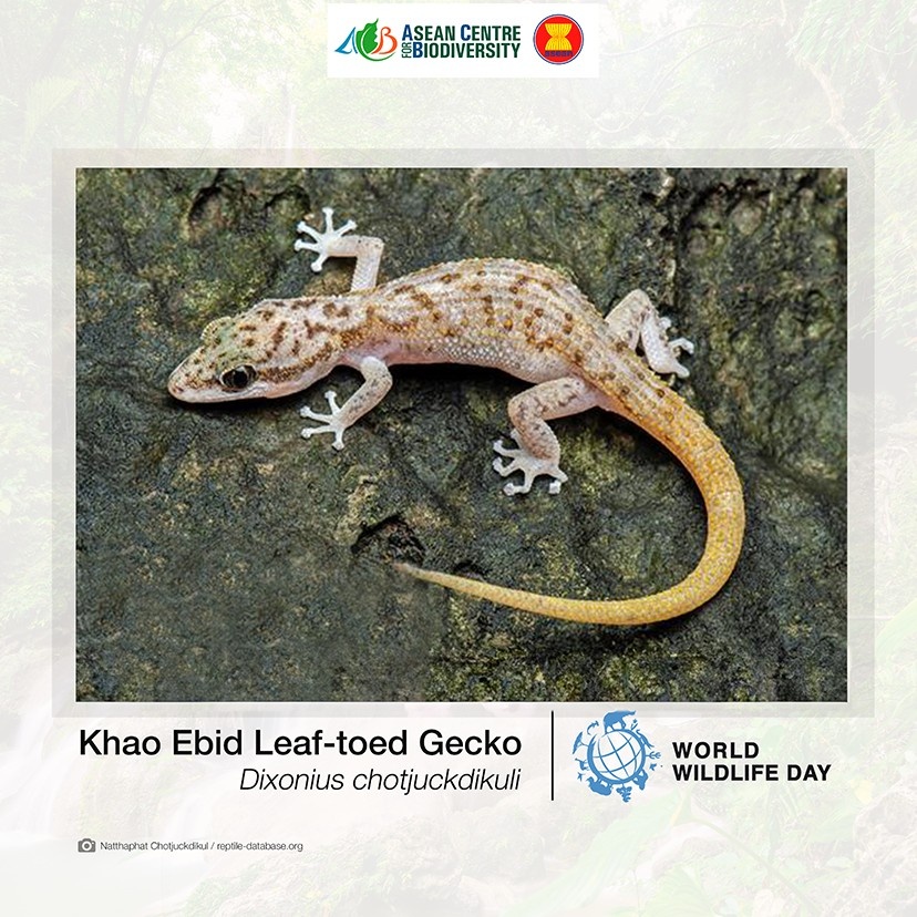 Unveiling nature’s secrets: Extraordinary new wildlife discoveries across ASEAN that are reshaping conservation efforts 6 Thailan