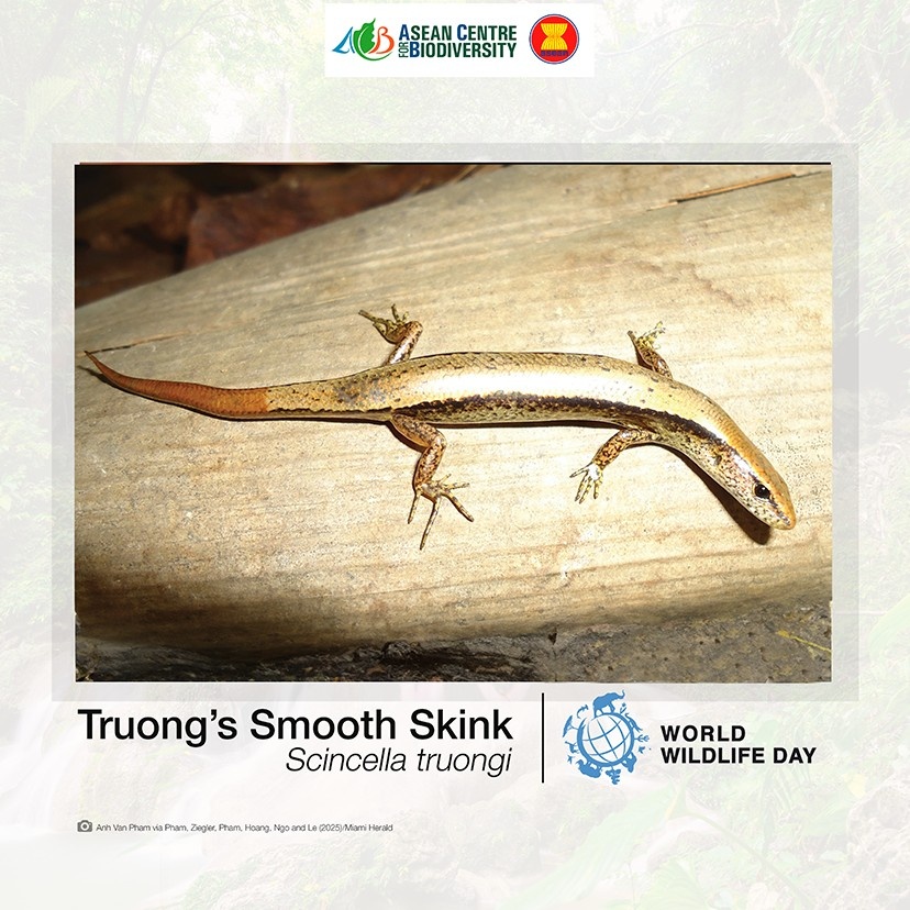 Unveiling nature’s secrets: Extraordinary new wildlife discoveries across ASEAN that are reshaping conservation efforts 7 VIetNa