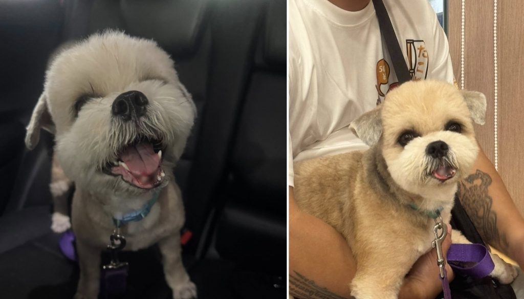 Fur baby’s mum appeals to cyclists to ‘slow down near pedestrians and pets’ after a hit-and-run incident that shattered her dog’s jaw