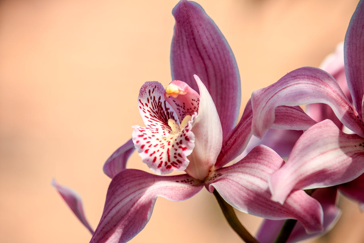 A floral journey across the Pacific at Chelsea Flower Show 2025