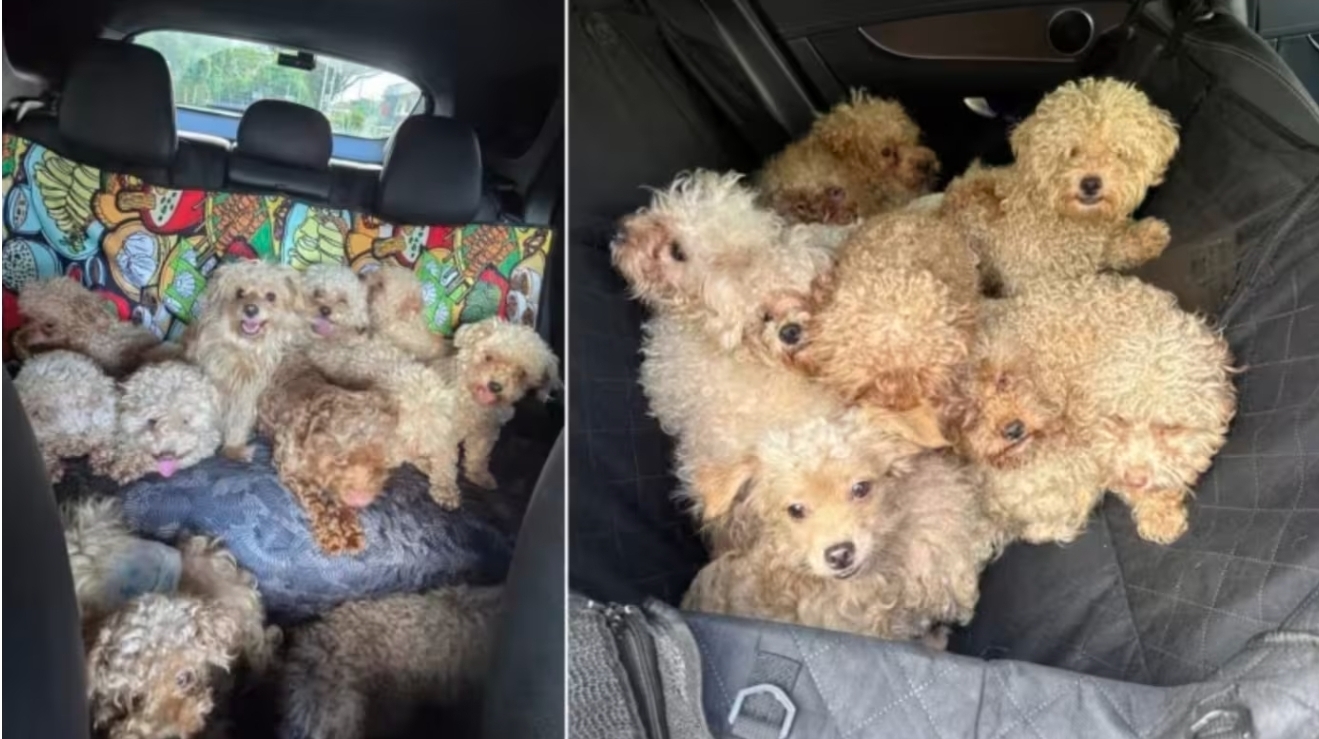 Woman charged with illegally keeping 79 dogs in one house