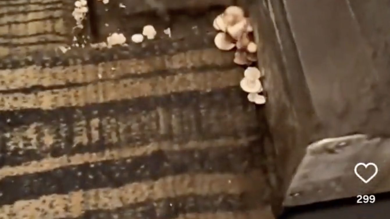 Taiwanese influencer finds mushrooms growing in air bridge at Changi Airport
