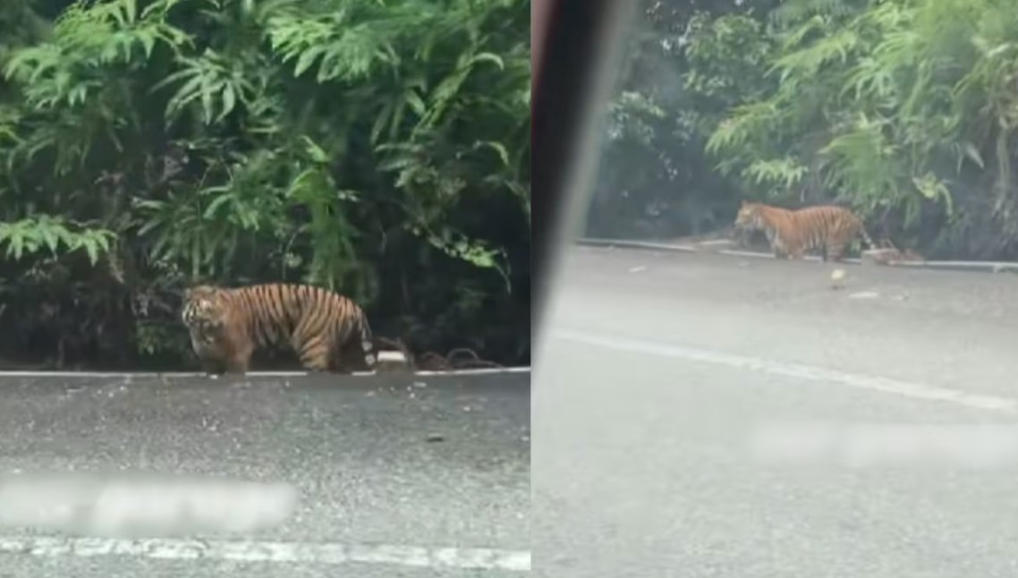 Family on the way to Cameron Highlands shocked to see wild tiger at roadside
