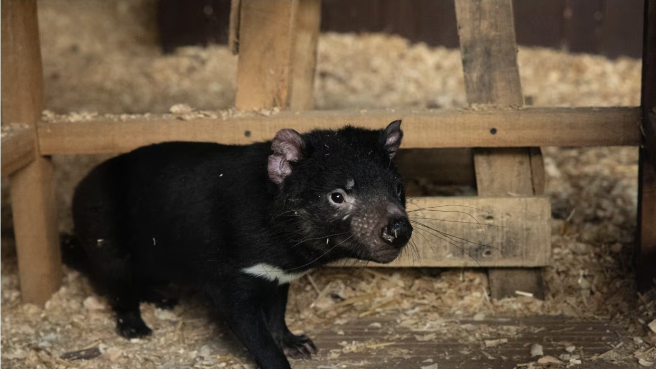 Four new young Tasmanian devils join Night Safari