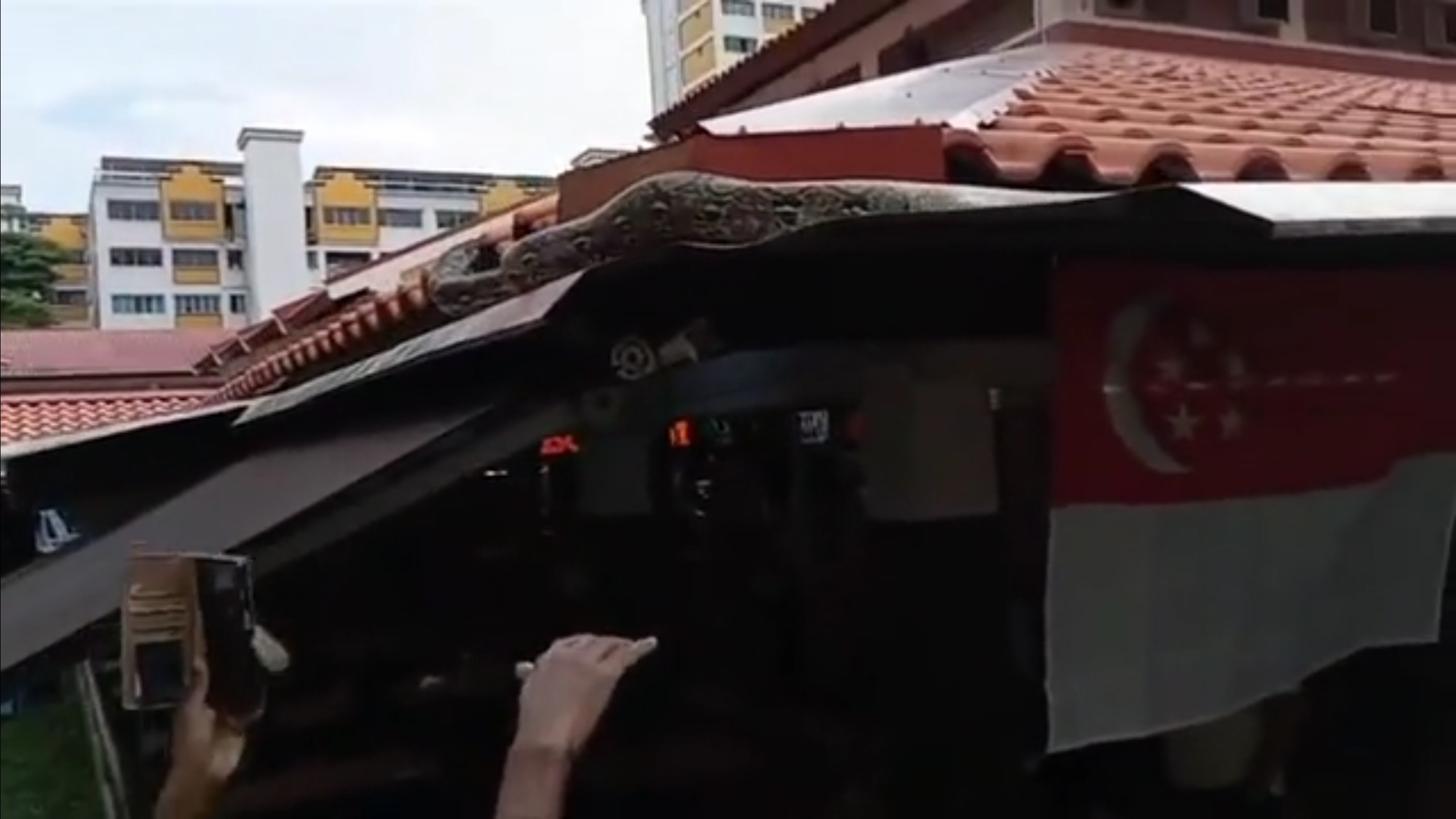 Singaporeans bag massive python spotted at Teck Whye coffeeshop but ACRES urges public to avoid handling wildlife