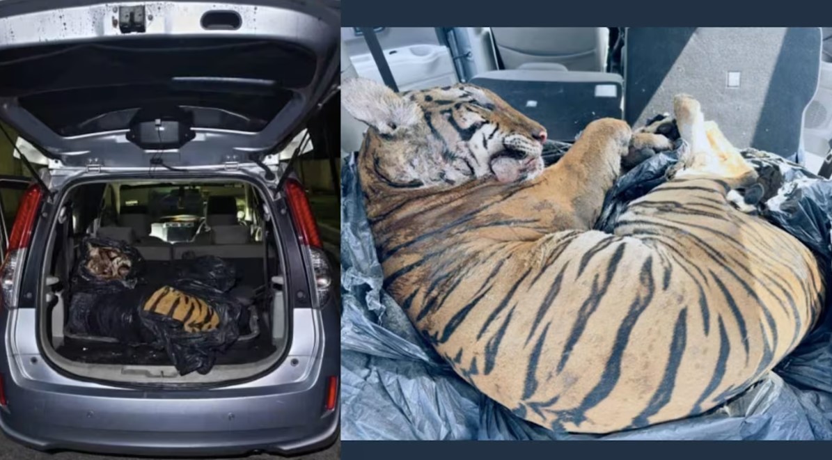 Tiger carcass with 6 gunshot wounds to head found in boot of Malaysian SUV