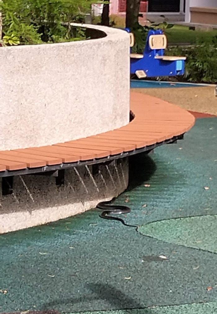 Black spitting cobra sighting at Sembawang playground sparks concern among netizens