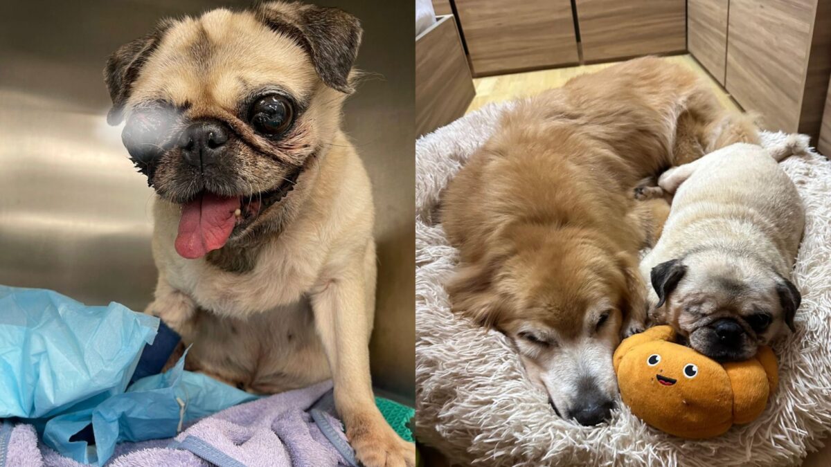 ‘We cannot accept the negligence’—Pet owner and grooming salon argue over an accident that made a dog lose an eye