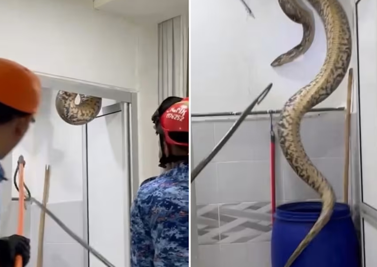 Family left shocked and traumatized after 60-kg python crashes through bathroom ceiling