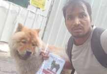 Chow chow found by migrant worker after 2 days’ search
