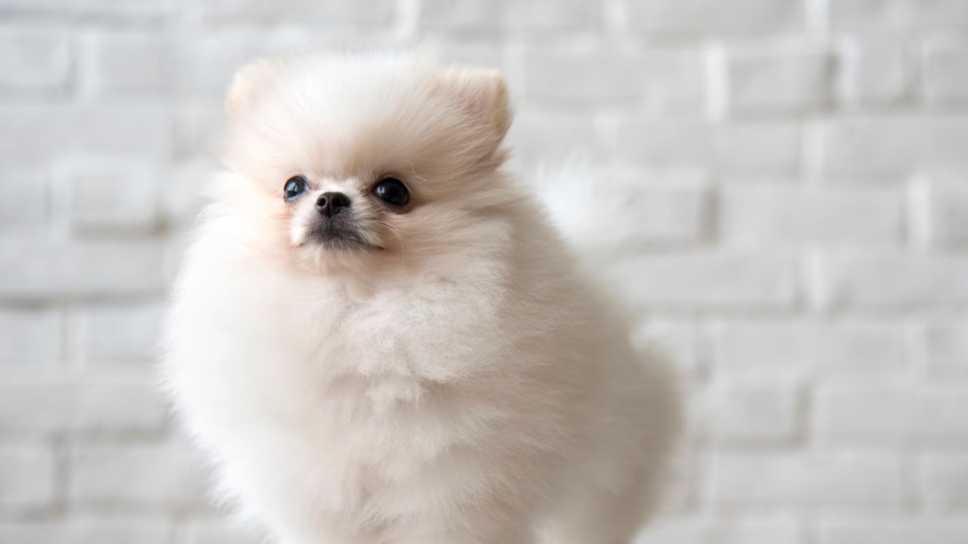 22-year-old man smuggled pomeranian dogs to Singapore, faces 14 weeks in jail