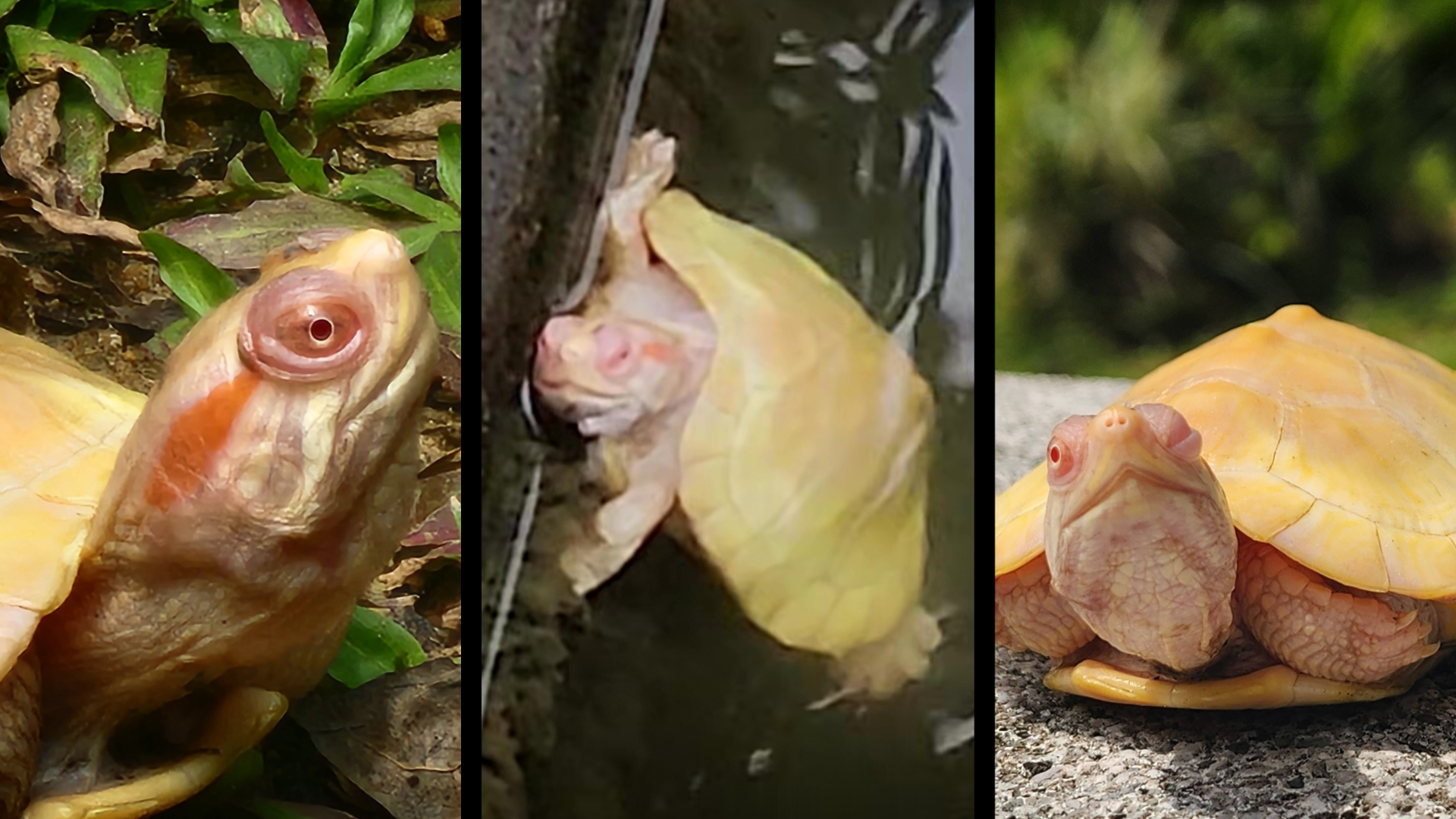 'Why was it abandoned?' — Beautiful albino turtle found in Singapore pond raises concern about pet abandonment and responsibility
