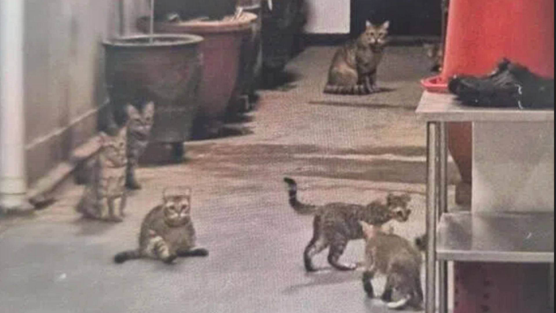 Cat Complain A 63-year-old man lives with more than 30 cats in a three-room HDB flat ...