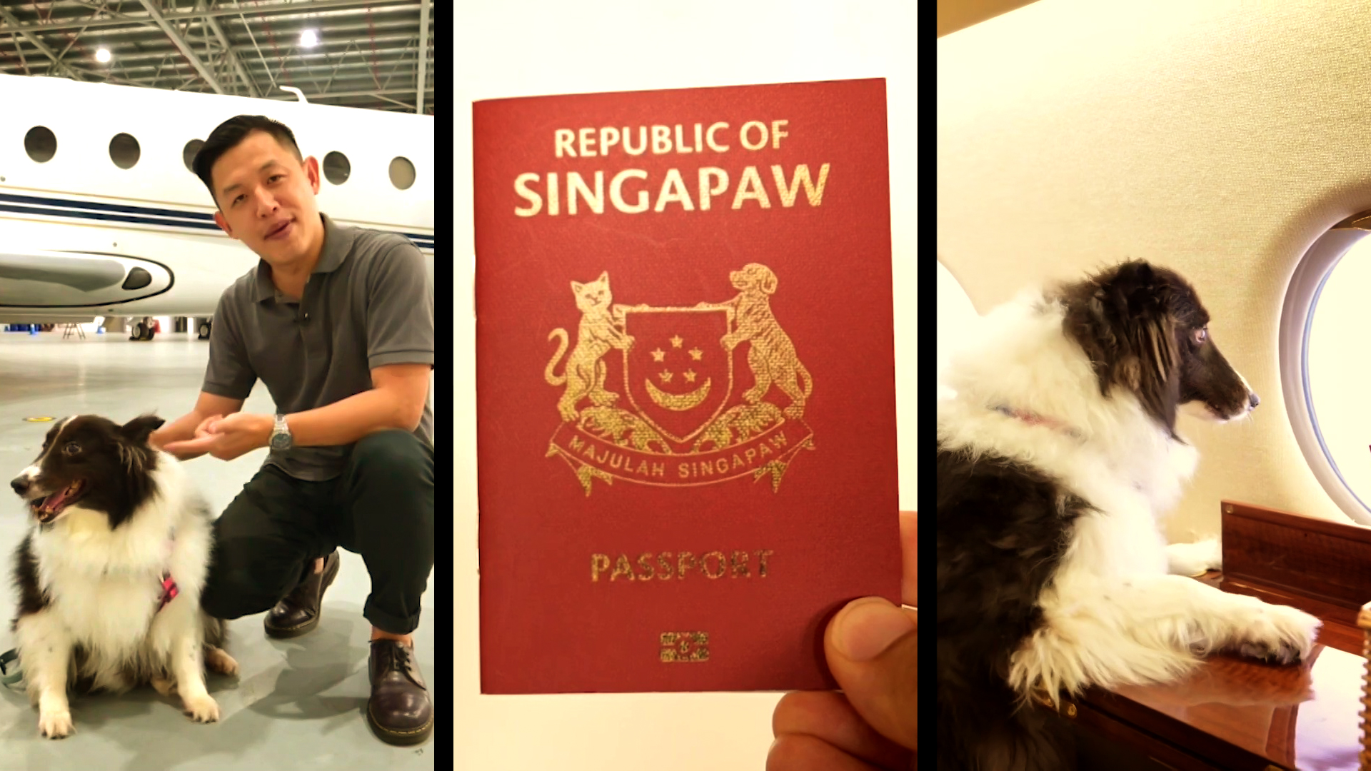 SingaPaw Air: Singapore’s first airline offering luxury flights for pets